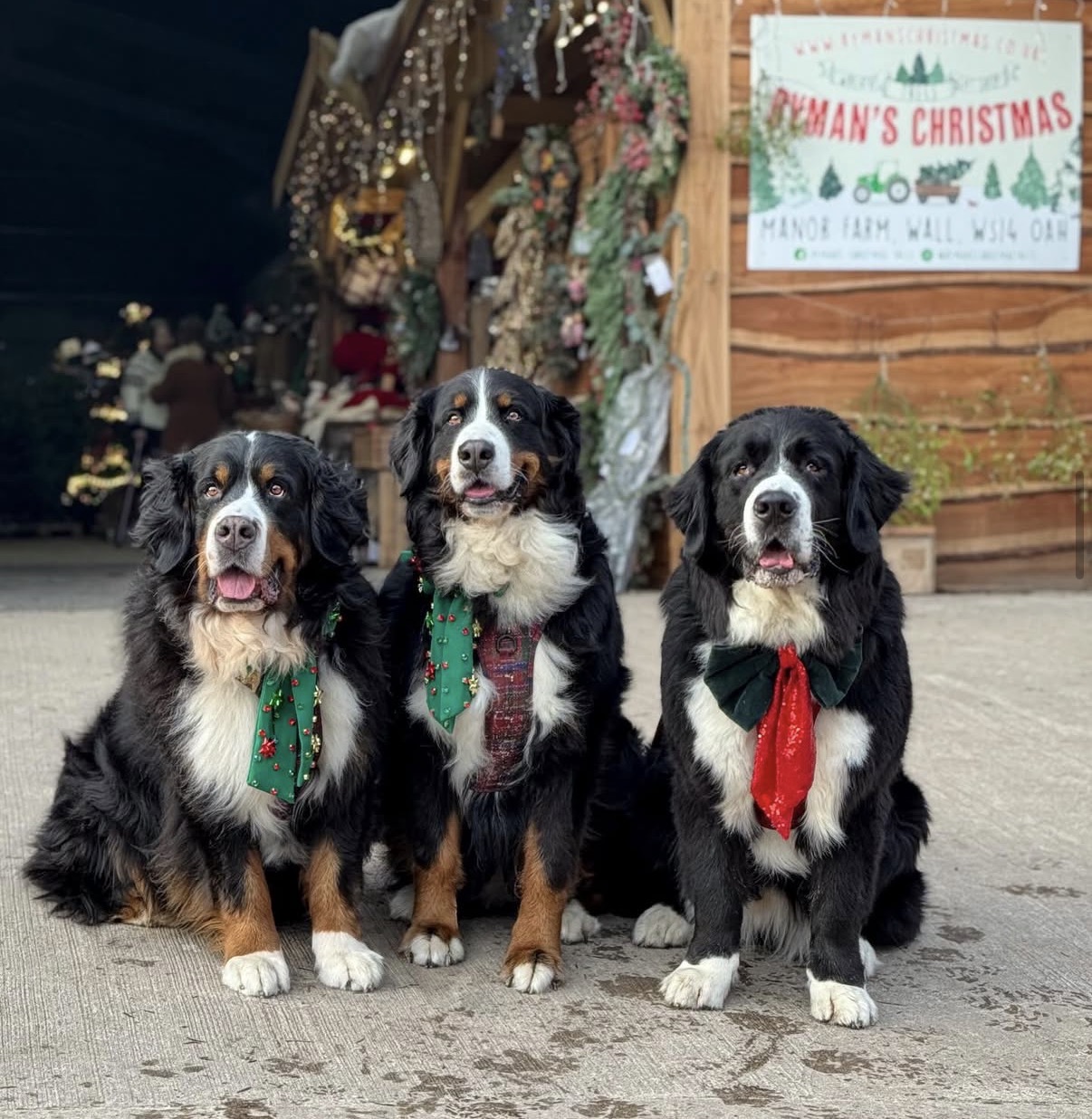 The Rymans farm dogs dressed up for Christmas outside the festive cabin