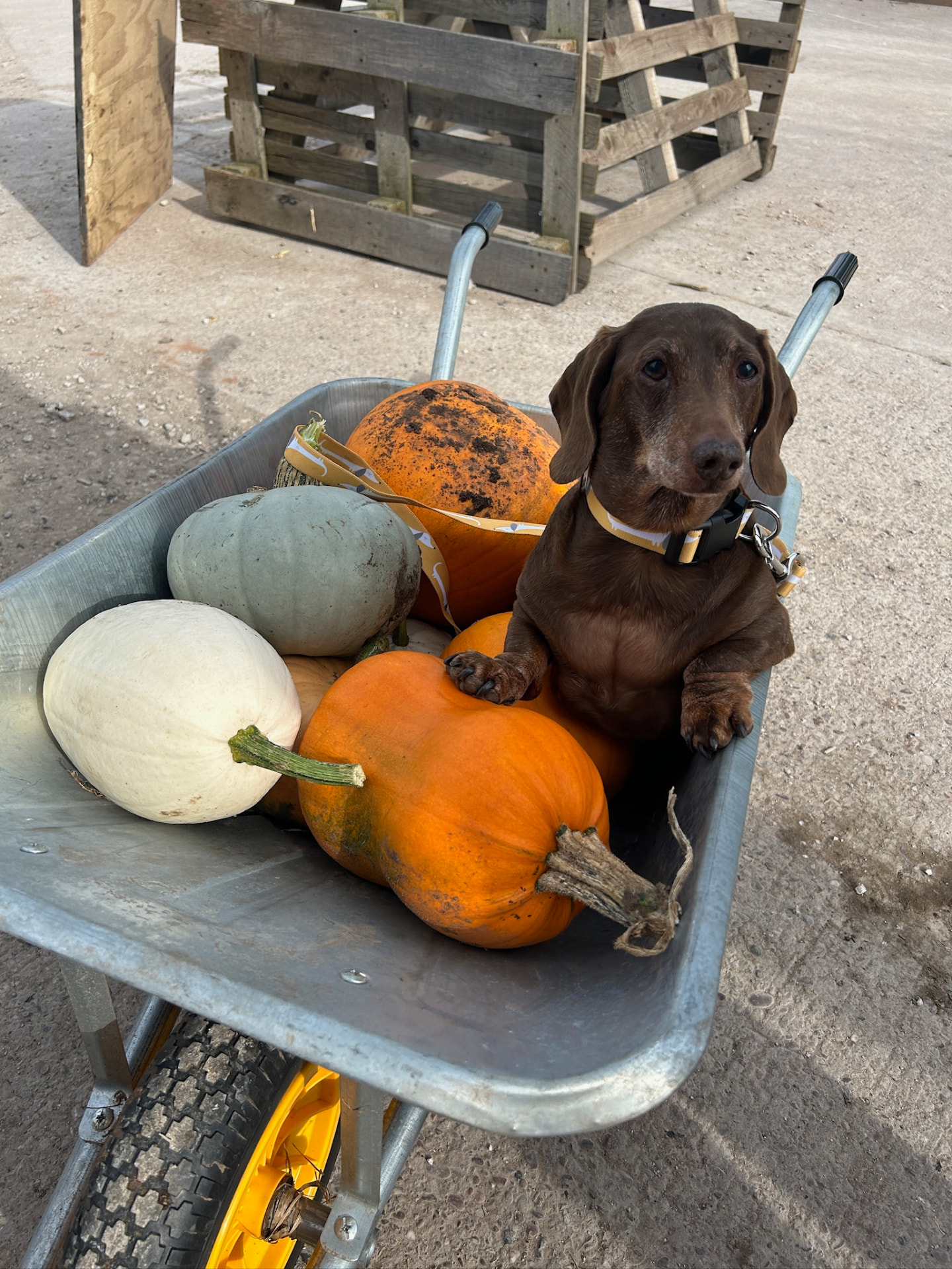 Pumpkins