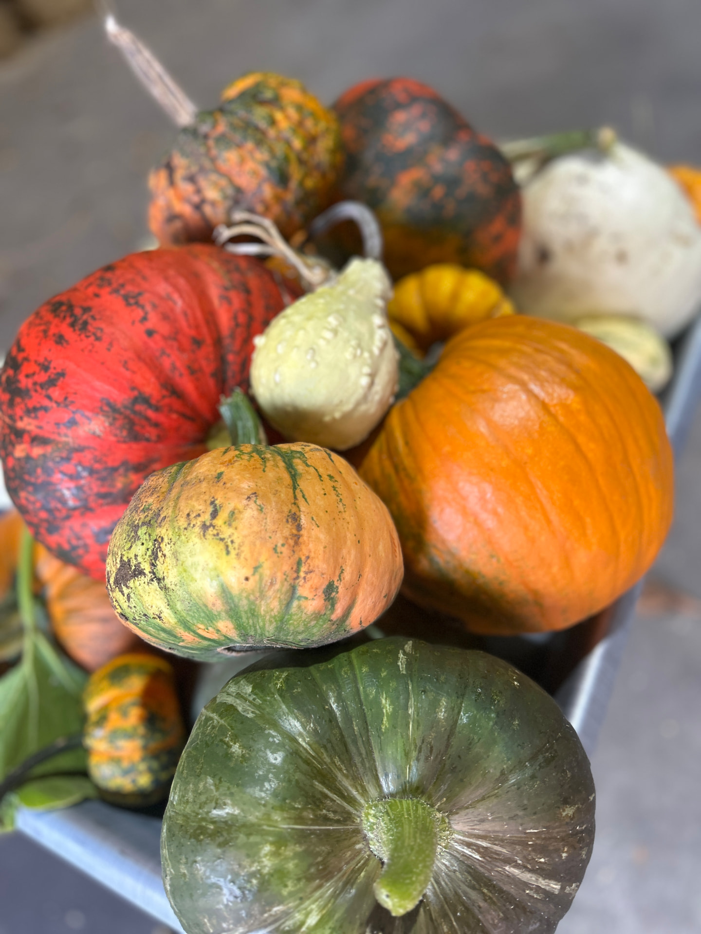 A colourful mix of pumpkins and squash grown at Rymans Farm